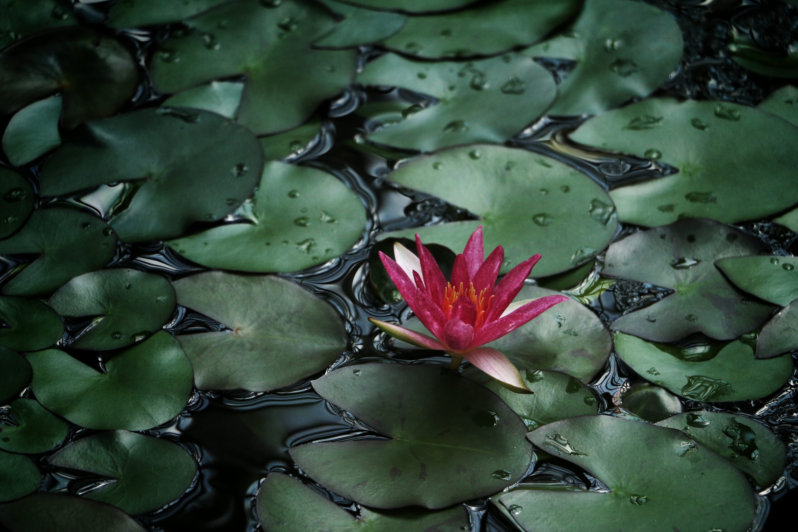 Lotus Soroush Karimi 127024 Unsplash